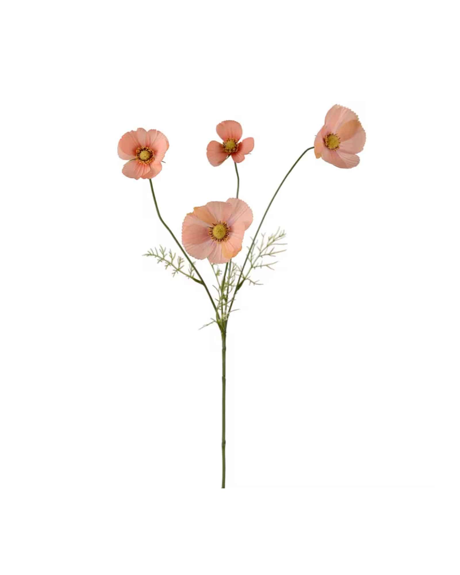 Rosenskära Aprikos 60 cm