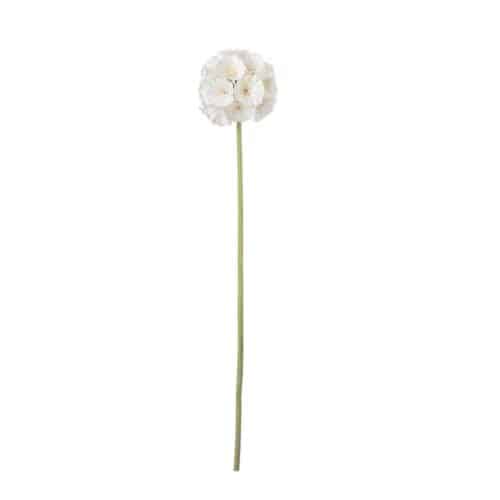 Scabiosa cream 60 cm