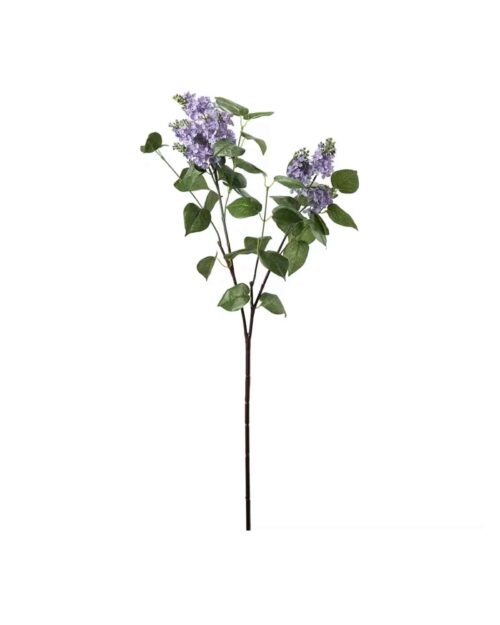Syrén Blå 100 cm