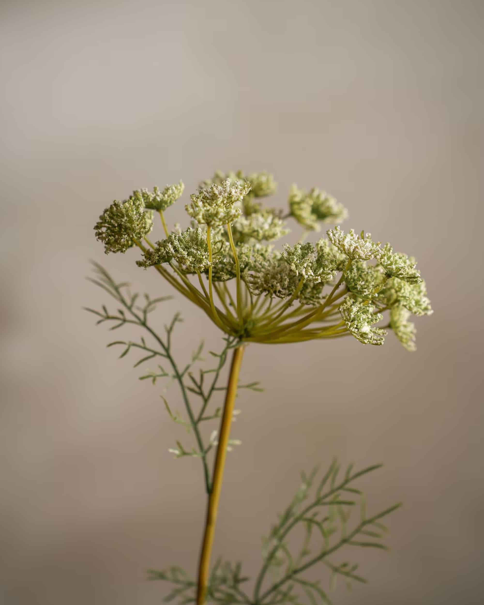 Vildmorot Grön 70 cm