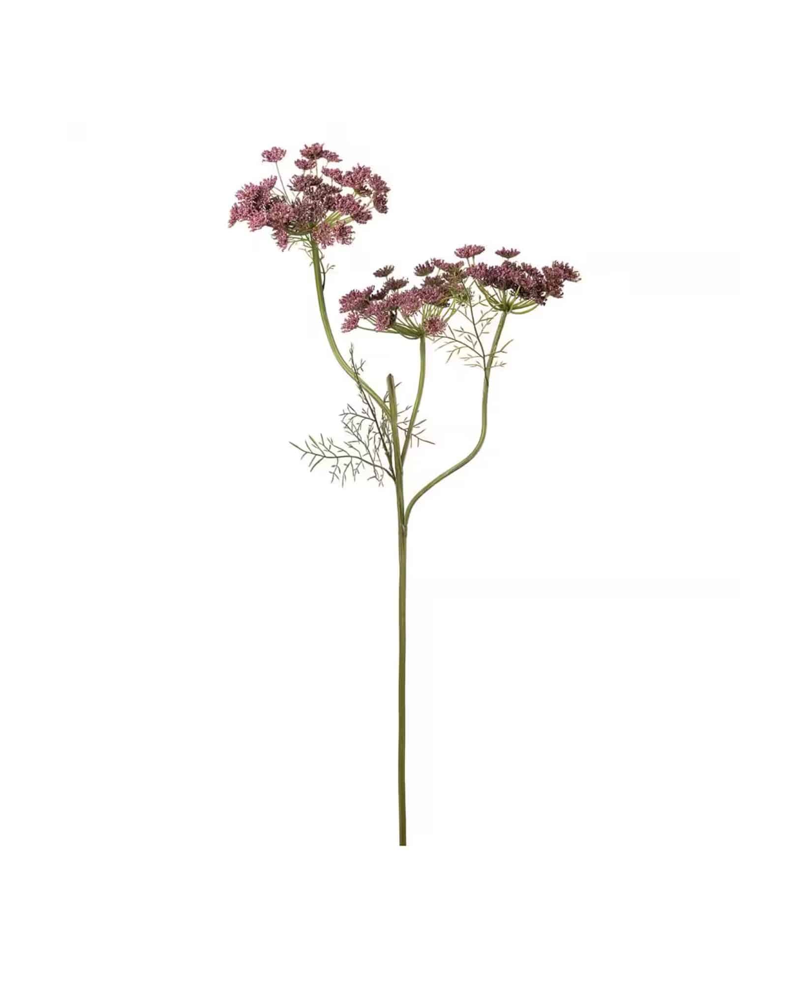 Vildmorot Lila 80 cm