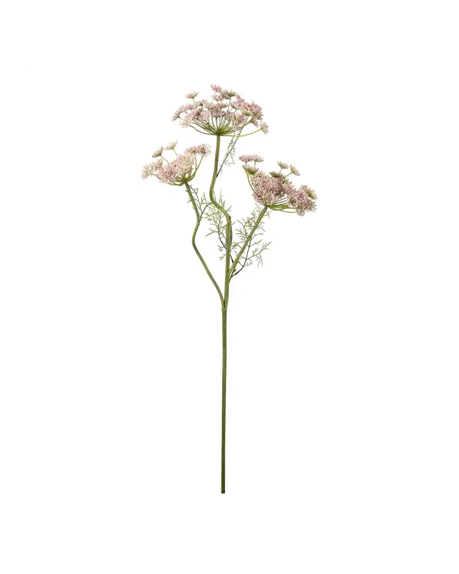 Vildmorot Rosa 80 cm