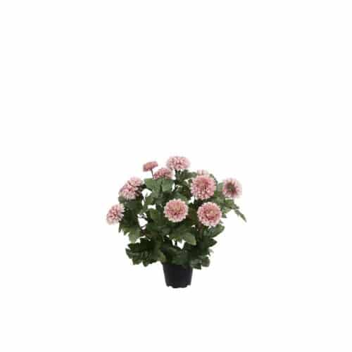 Chrysanthemum - Lila - 30 cm