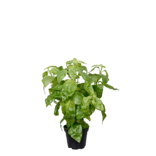 Konstgjord Basilika 26 cm – Grön Köksväxt i Kruka