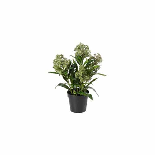 Konstgjord grön Skimmia 55cm