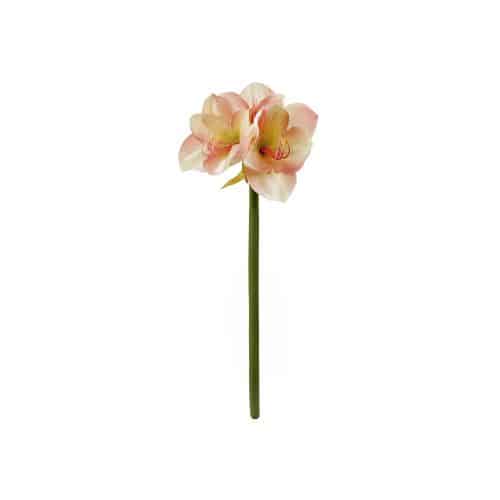 Amaryllis Rosa 65 cm