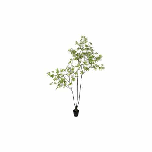 Japansk lönn 220 cm